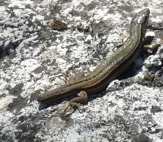 Altra lucertola da Cres (Croazia)